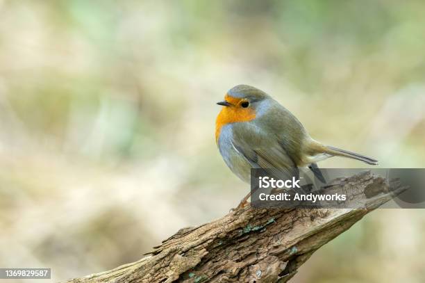 European Robin Stock Photo - Download Image Now - Red, Robin, Bird