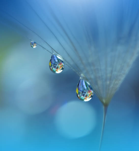 piękne tło przyrody.macro shot z amazing spring dandelion flowers.art design.close up photography.conceptual abstract photo.fantasy floral art.creative artystyczny wallpaper.blue color.white daisy.colorful,kolory, roślina. kropla wody. romantyczny, mił - dandelion nature flower abstract zdjęcia i obrazy z banku zdjęć