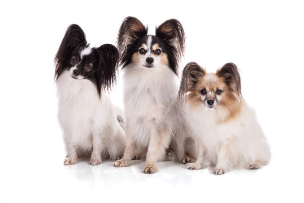 istock Continental toy spaniel, papillon Dog Isolated 1369830710