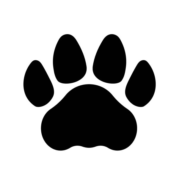 istock Tiger or cat footprints. Paw print. Vector template. Illustration isolated on white background. 1369832179