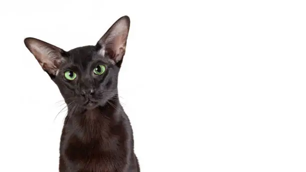 Photo of Close up portrait of black oriental shorthair cat isolated on white background. Copy space