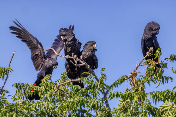 istock Red-tailed Black Cockatoo 1369833868