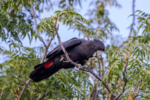 istock Red-tailed Black Cockatoo 1369833933