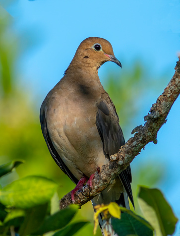 A mourning dove perched in a tree