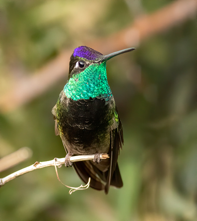 A magnificent Rivoli’s hummingbird shows its male colors when the light hits the feathers perfectly