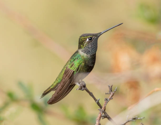 istock Rivoli’s’s hummingbird 1369837679
