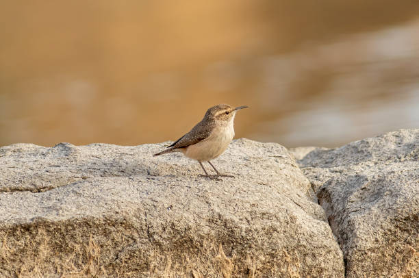 istock A rock wren standing on lake boulder 1369837692