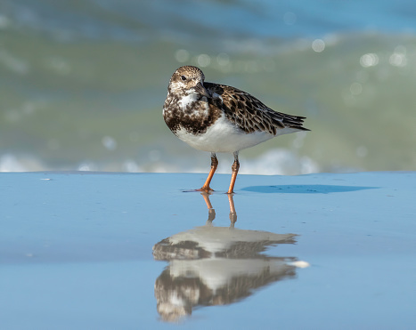 A ruddy turnstone walks the beach close to the waters edge