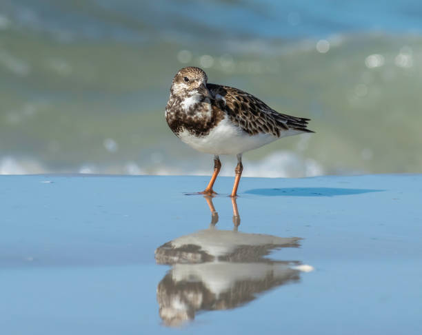 Ruddy Turnstone mirrored in the sand A ruddy turnstone walks the beach close to the waters edge ruddy turnstone stock pictures, royalty-free photos & images