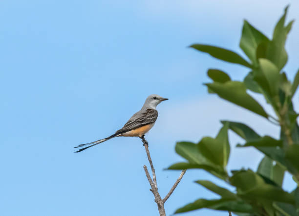 istock Winter Resident Scissortail Flycatcher 1369837712