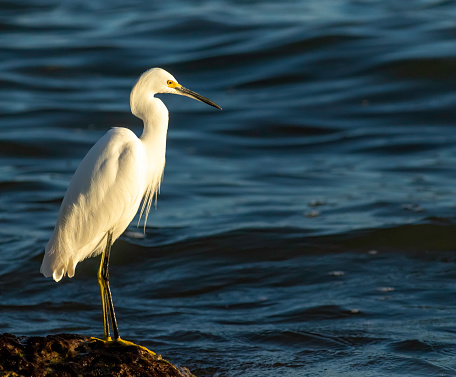 A snowy egret is illuminated during the evening golden hour as it stands on a rock hunting fish in the ocean.