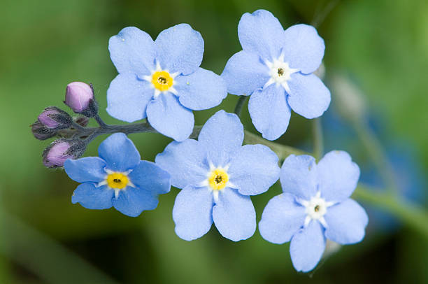 myosotis - forget me not flower flower head blue photos et images de collection