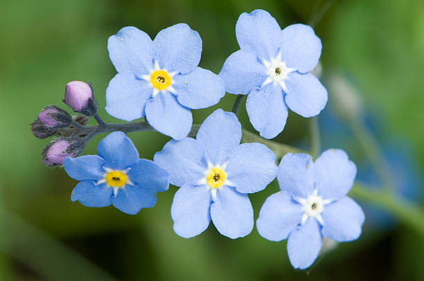 A close up of forget-me-not flowers