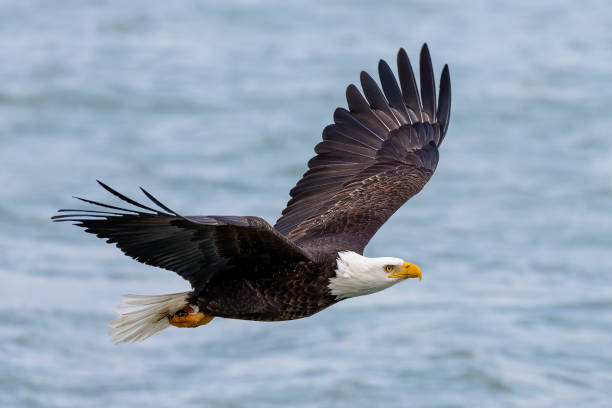 The Bald eagle in flight Natural scene from shore of lake Michigan bald eagle photos stock pictures, royalty-free photos & images