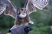 Small owl with yellow eyes on a training session. Spread wings, green background.