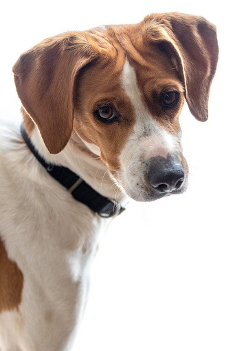 Close-up of adorable beagle mix on white background