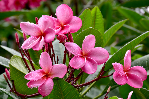 Closeup of pink flowers (Adenium flower, Frangipani, Plumeria) with natural background in the garden at Thailand.