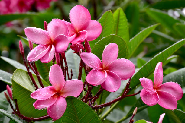 Closeup of pink flowers (Adenium flower, Frangipani, Plumeria) with natural background in the garden at Thailand. Closeup of pink flowers (Adenium flower, Frangipani, Plumeria) with natural background in the garden at Thailand. adenium photos stock pictures, royalty-free photos & images