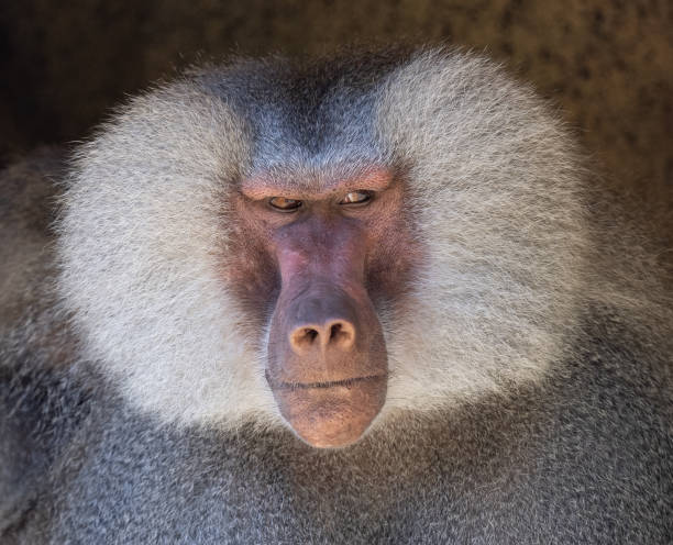 istock Headshot of Baboon with White Hair 1369842219