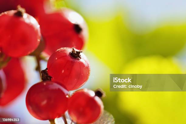 Ribes Rosso - Fotografie stock e altre immagini di Agricoltura - Agricoltura, Ambientazione esterna, Cespuglio