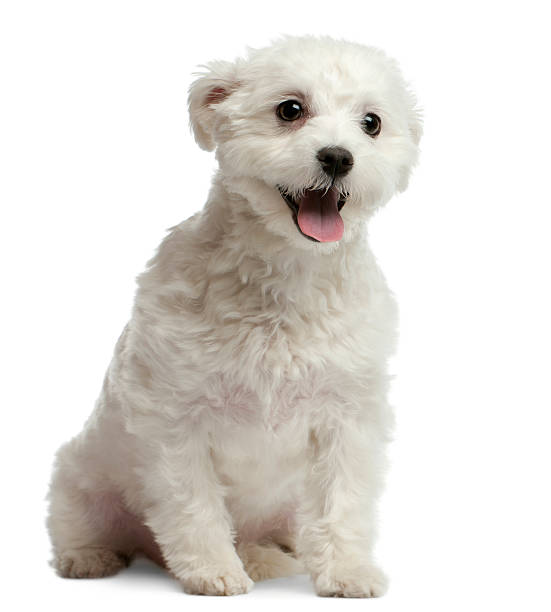istock Maltese dog, 1 year old, sitting in front of white 136984357