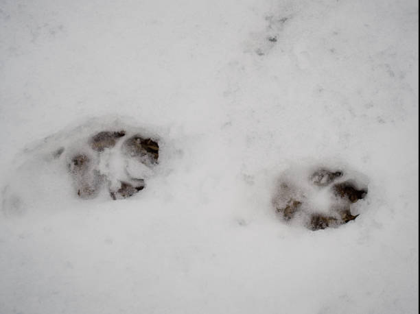 istock Footmarks on fresh snow in Japan 1369845895