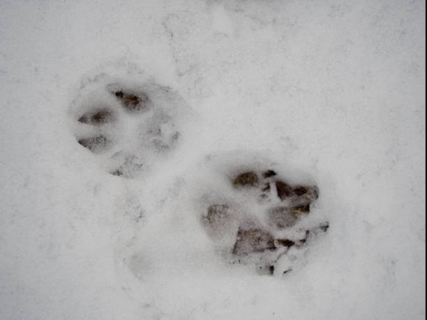 istock Footmarks on fresh snow in Japan 1369845897