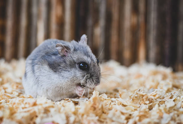 istock beautiful little hamster eats in sawdust. 1369846911