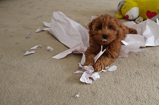 Red puppy dog is playing inside on the carpet. She is ripping up paper with her mouth and making a mess of the lounge room.