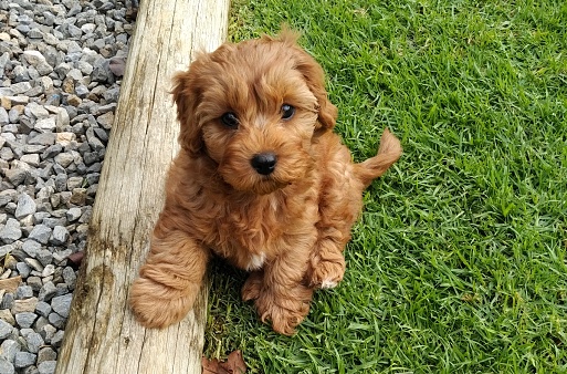 Red cavoodle puppy dog is sitting on the grass and has one paw on a wooden log. She is looking up at the camera.