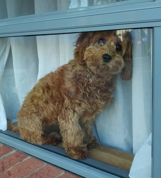 istock Red puppy dog sitting in window looking outside with a curious expression 1369846959