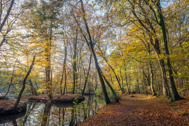 istock Footpath at a pond in autumn forest 1369847761