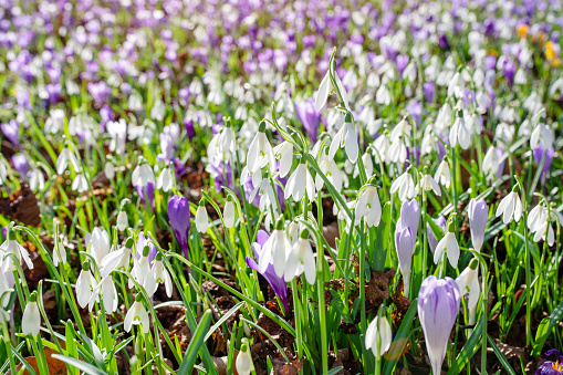 Crocus in flowerbed