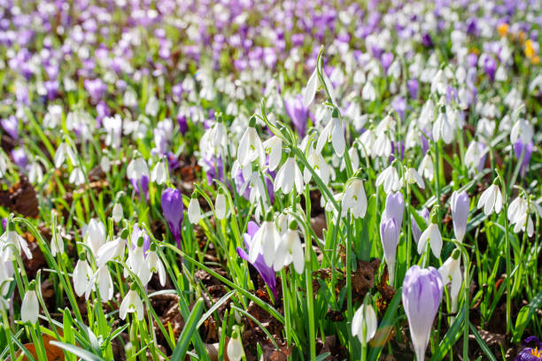 white snowdrops on green grass on a spring  sunny day white snowdrops on green grass on a spring  sunny day crocus tommasinianus stock pictures, royalty-free photos & images