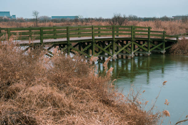 istock Wooden bridge in the forest 1369848667