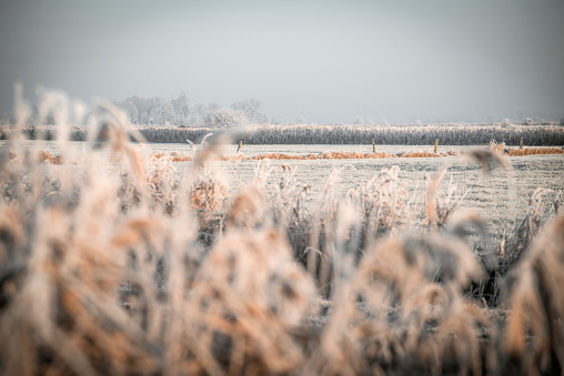 Agricultural field in frost behind frozen reed, selective focus. Etzel, Wittmund, East Frisia, Lower Saxony, Germany, Europe