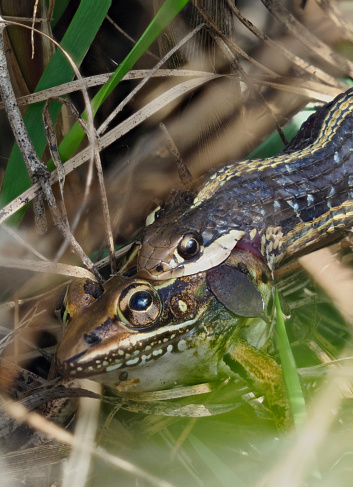 A Focus Stacked Image of a Garter Snake Attemping to Swallow a Large Leopard Frog in the Underbrush