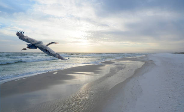 Great Blue Heron Flies Down the White Sand Beach at Sunset A Great Blue Heron Flies Down the White Sand Florida Beach at Sunset blue heron stock pictures, royalty-free photos & images