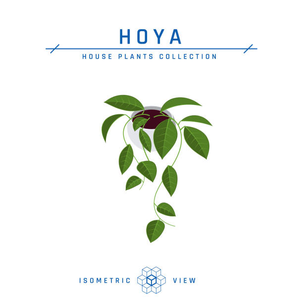 hoya pflanze isometrisches symbol im flachen stil, vektor - indian pipe stock-grafiken, -clipart, -cartoons und -symbole