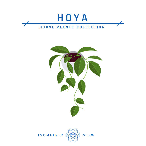 ilustrações, clipart, desenhos animados e ícones de ícone isométrico da planta hoya em estilo plano, vetor - indian pipe
