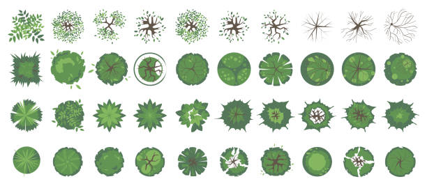 ilustrações de stock, clip art, desenhos animados e ícones de trees and plants top view. icon set of colored trees and grass for architectural and landscape design. green spaces. element isolated on white. vector illustration. element for design project - forest autumn aerial view leaf