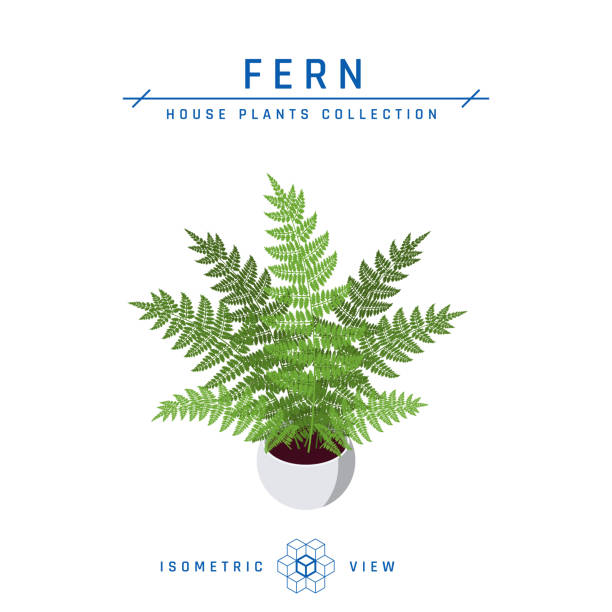 ilustrações, clipart, desenhos animados e ícones de samambaia em ícone isométrico de panela em estilo plano, vetor - fern leaf isolated flat