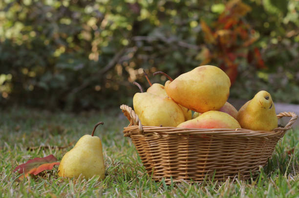 fresh pears