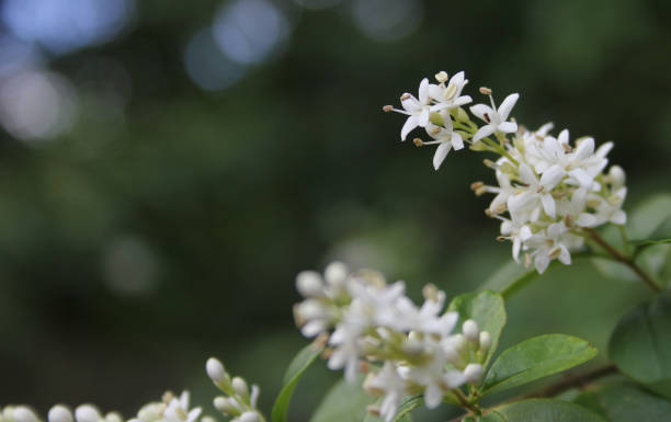 istock Texas Flowering Privet Ligustrum Shrub Shallow DOF 1369854504
