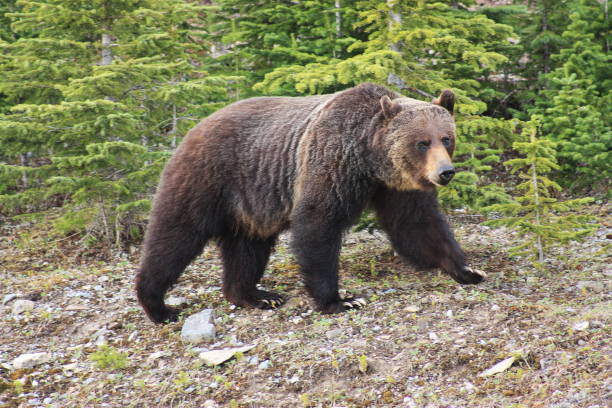 istock Grizzly Bear in Kananaskis Country 1369854558