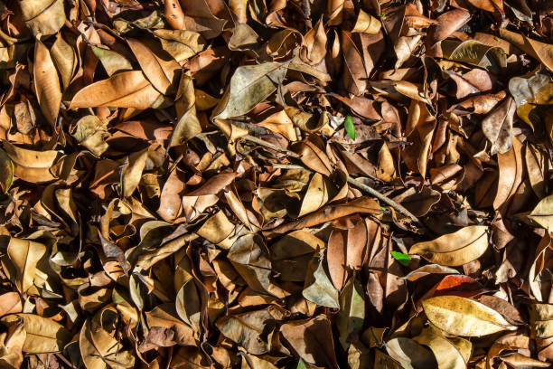 istock Background of fall autumn leaves in forest 1369855198