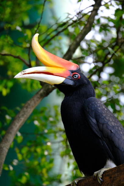 hornbill close up of hornbill bird at the forest hornbill stock pictures, royalty-free photos & images