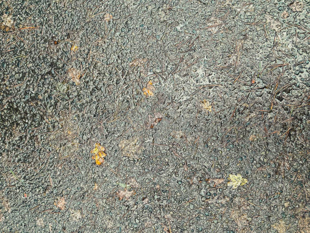 istock A wet and dirty concrete with some foliage. 1369857175