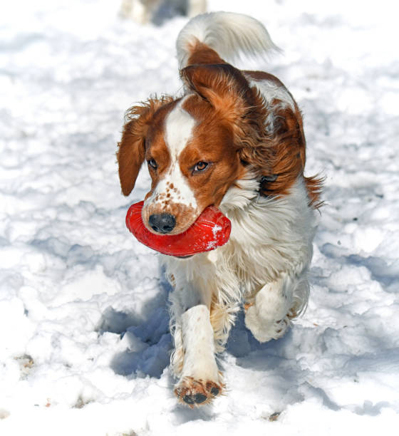 istock Welsh Springer Spaniel Puppy Running With a Ball in Snow 1369857624
