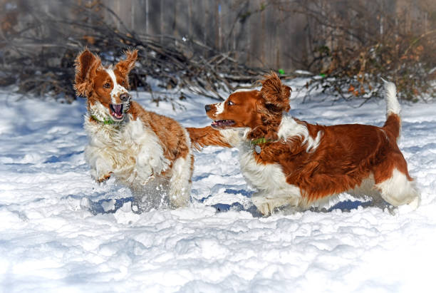 istock Welsh Springer Spaniels Running in Snow 1369858172